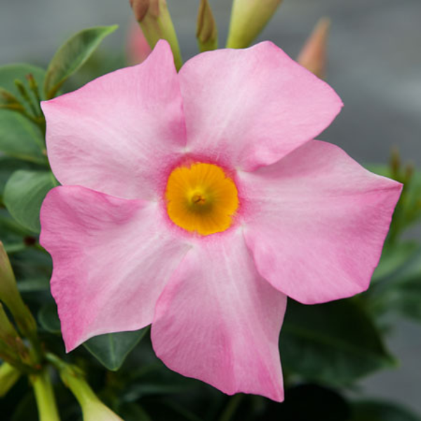 Mandevilla hybrida 'Bella Grande Pink'