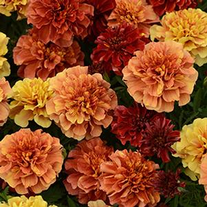 Marigold tagetes patula 'Strawberry Blonde'