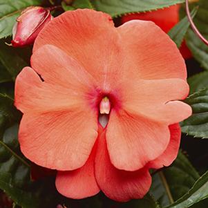 New Guinea impatiens hawkerii 'Sonic Deep Salmon'