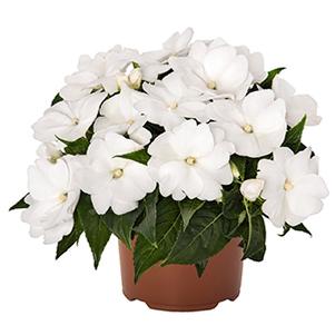 New Guinea impatiens hawkerii 'Magnum Clear White'