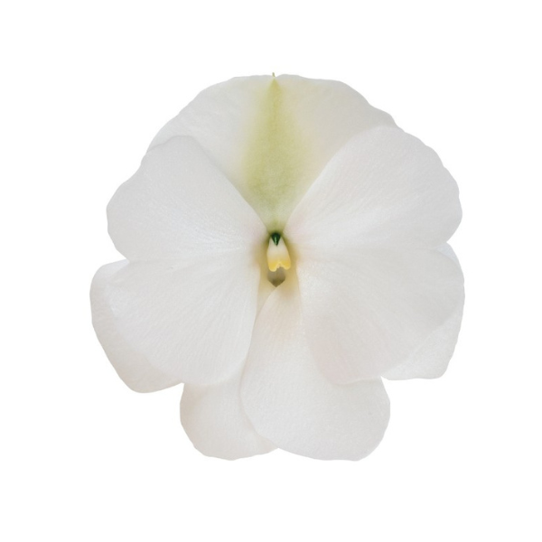 New Guinea impatiens hawkerii 'Magnum White '20'