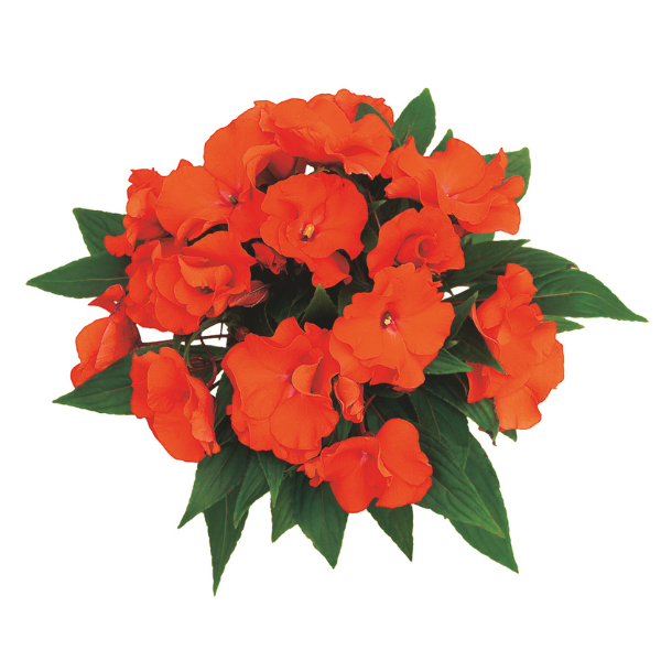 New Guinea impatiens hawkerii 'Paradise Rococo Orange'