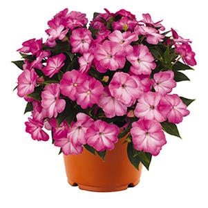 New Guinea impatiens hawkerii 'Sweetie Pie Lavender'