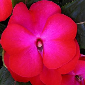 New Guinea impatiens hawkerii 'Tamarinda Max Neon Flame'