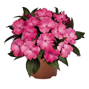 New Guinea impatiens hawkerii 'Tamarinda Max Pink Joy'