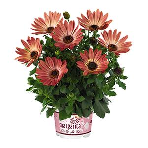 Osteospermum ecklonis 'Margarita Bronze Bicolor'