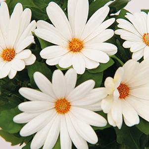 Osteospermum ecklonis 'Margarita Creme'