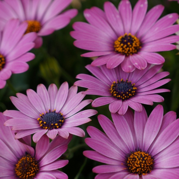 Osteospermum ecklonis 'Margarita Dark Pink'