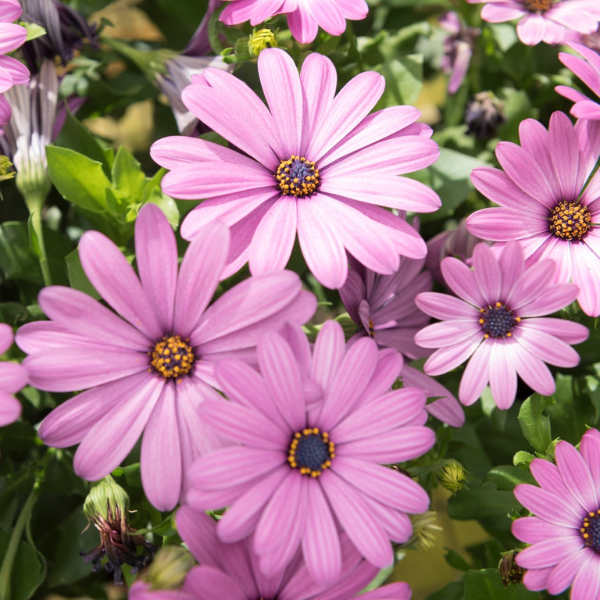 Osteospermum ecklonis 'Margarita Lilac '20'