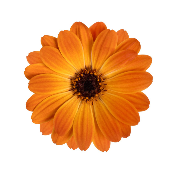 Osteospermum ecklonis 'Margarita Orange Flare'