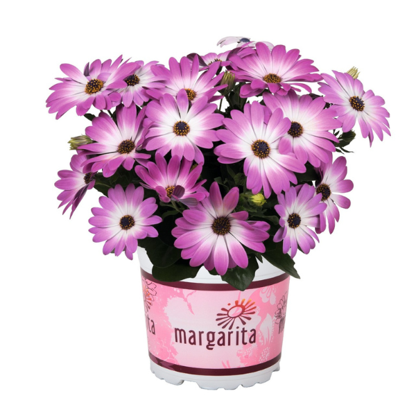 Osteospermum ecklonis 'Margarita Pink Flare'