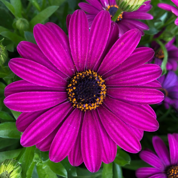 Osteospermum ecklonis 'Margarita Purple'