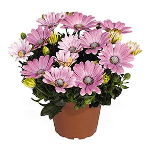 Osteospermum ecklonis 'Margarita Soft Pink'