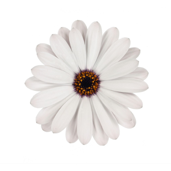 Osteospermum ecklonis 'Margarita White'