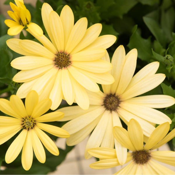 Osteospermum ecklonis 'Margarita Yellow'