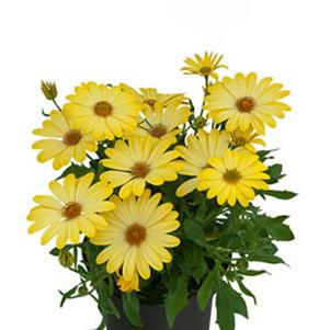 Osteospermum ecklonis 'SummerSmile Yellow'