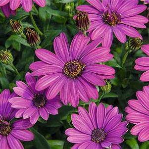 Osteospermum ecklonis 'SummerSmile Magenta'