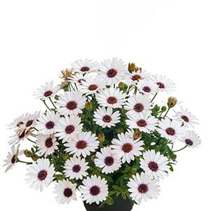 Osteospermum ecklonis 'SummerSmile Rosy White'