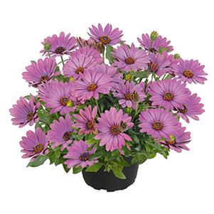 Osteospermum ecklonis 'SummerSmile Soft Violet'