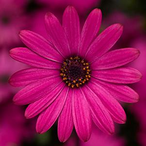 Osteospermum ecklonis 'Tradewinds Rose'