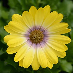 Osteospermum ecklonis 'Zion Magic Yellow'