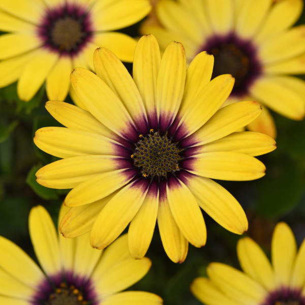 Osteospermum ecklonis 'Zion Morning Sun'