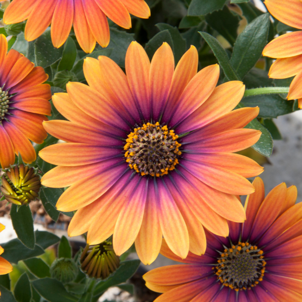 Osteospermum ecklonis 'Zion Purple Sun'