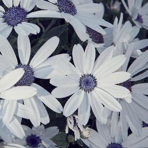 Pericallis hybrida 'Senetti White'