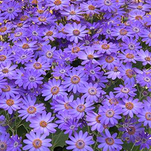 Pericallis hybrida 'Senetti Baby Blue'