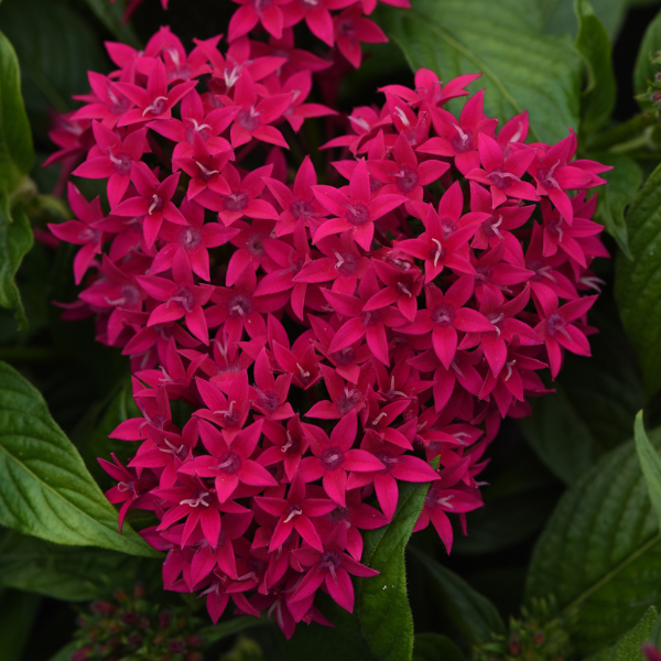 Pentas lanceolata 'Lucky Star Lipstick'