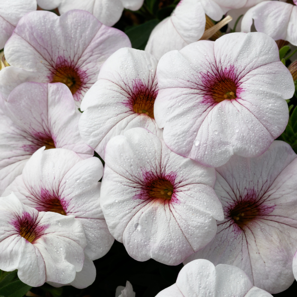 Petchoa hybrida 'SuperCal Snowberry White'