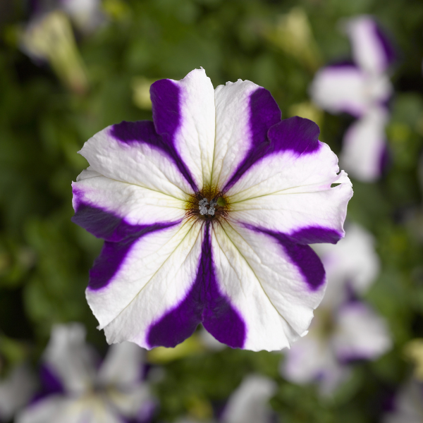 Grandiflora Petunia