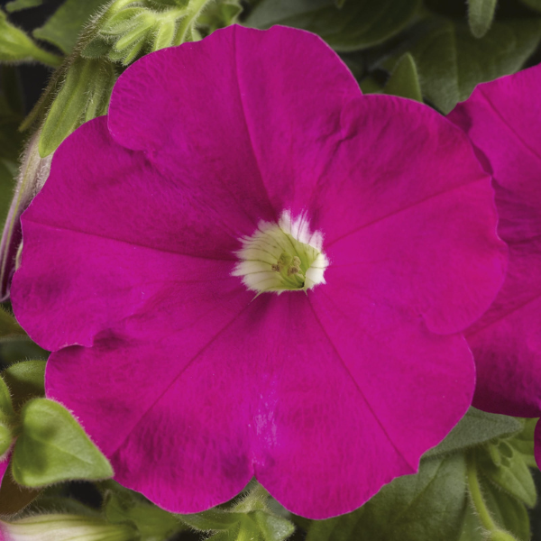 Petunia hybrida 'Sanguna Hot Rose'