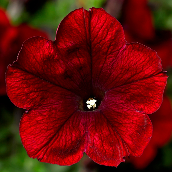 Petunia hybrida 'Sanguna Merlot'