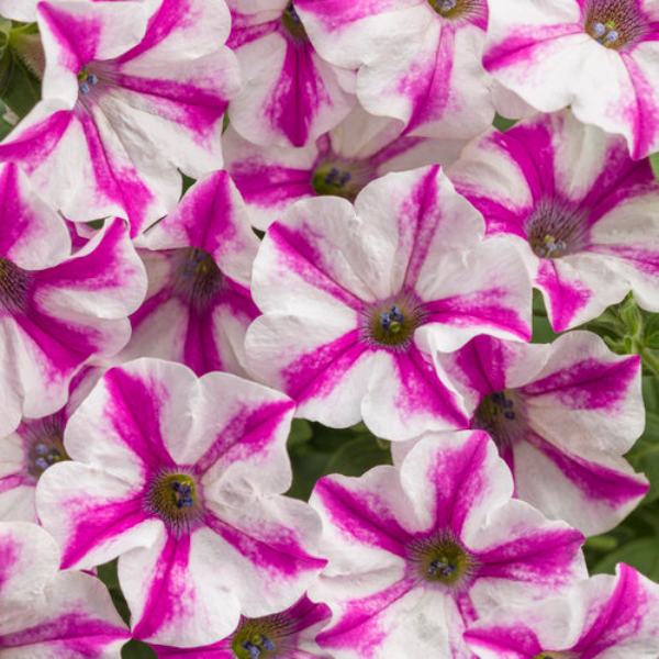 Petunia hybrida 'Supertunia Lovie Dovie'