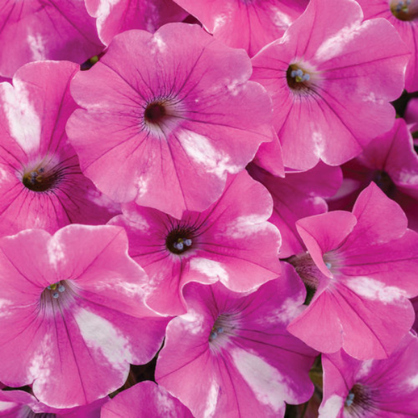 Petunia hybrida 'Supertunia Raspberry-Rush'