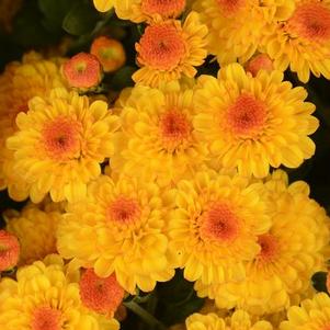 Mum chrysanthemum x morifolium 'Gigi Gold'