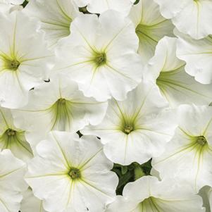 Petunia hybrida 'Supertunia Vista Snowdrift'