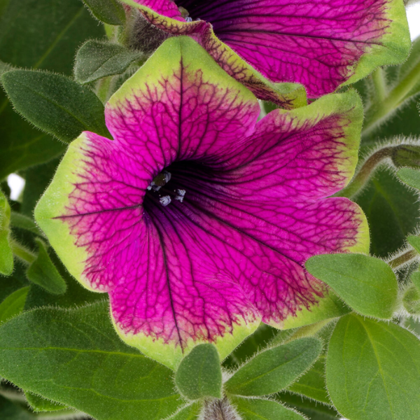 Petunia hybrida 'Tea Purple Green Edge'