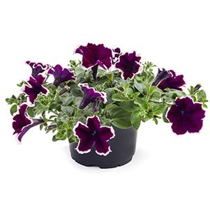 Petunia hybrida 'Tea Purple White Edge'