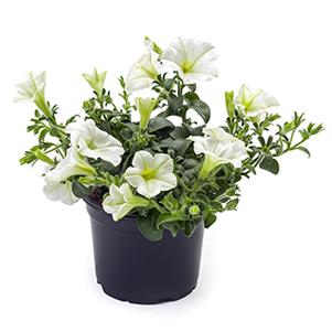 Petunia hybrida 'Tea White'