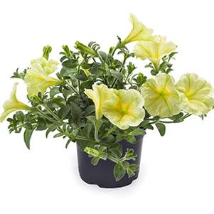 Petunia hybrida 'Tea Yellow'