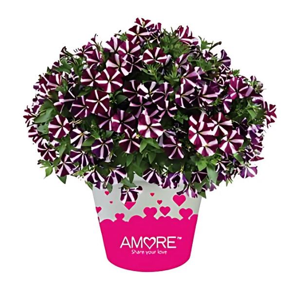 Petunia hybrida 'Amore Fluttering Hearts'