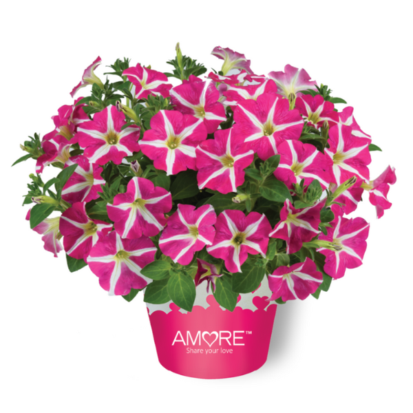 Petunia hybrida 'Amore Pink Hearts'