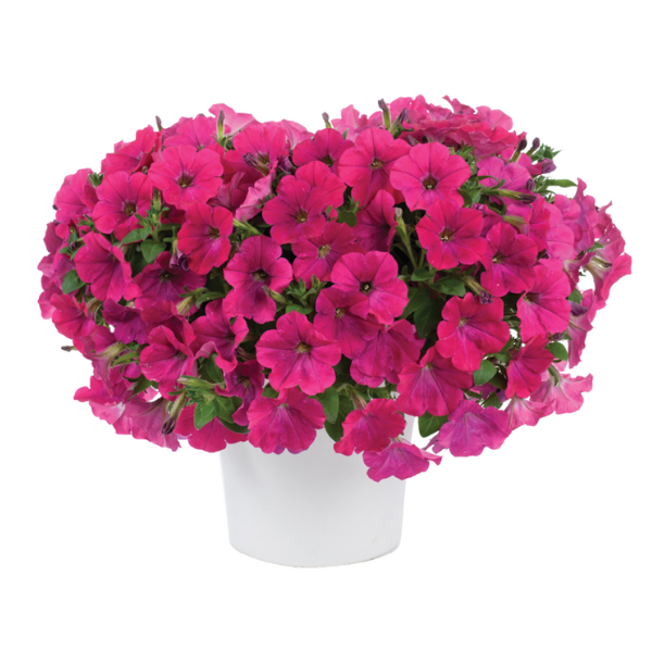 Petunia hybrida 'Capella Neon Pink'