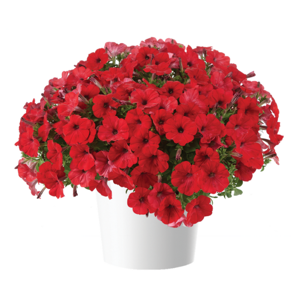 Petunia hybrida 'Capella Ruby Red'