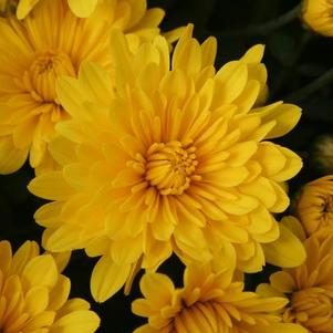 Mum chrysanthemum x morifolium 'Elena Gold'