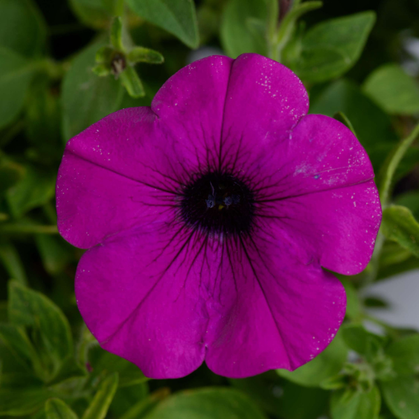 Petunia hybrida 'Cascadias Passion'