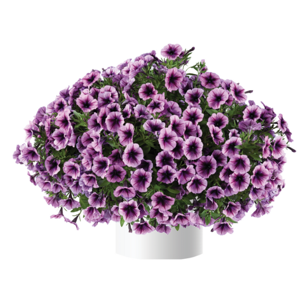 Petunia hybrida 'Cascadias Purple Ice'