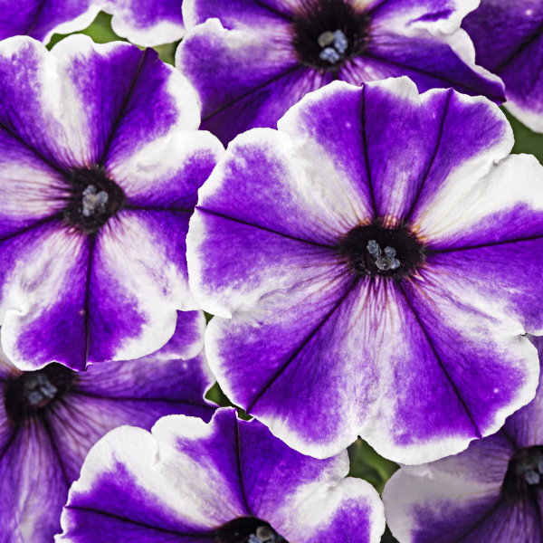 Petunia hybrida 'Crazytunia Blue Ice'